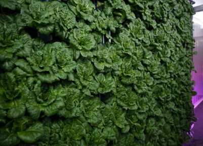 A Lettuce Wall in Primitive Greens Freight Farm