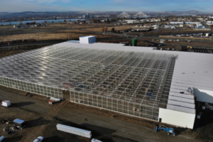 Local Bounti Northwest formally dedicated its new lettuce growing greenhouse in Pasco, shown here during construction, with a ribbon cutting ceremony May 7 and visits by executives.
