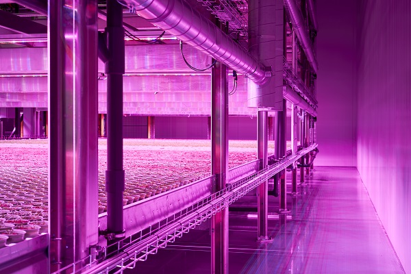 Oh My Greens industrial scale facility.indooragcontent