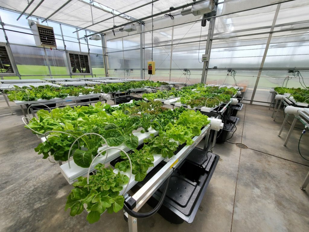 Lettuce growing in rows inside of a controlled environment facility.